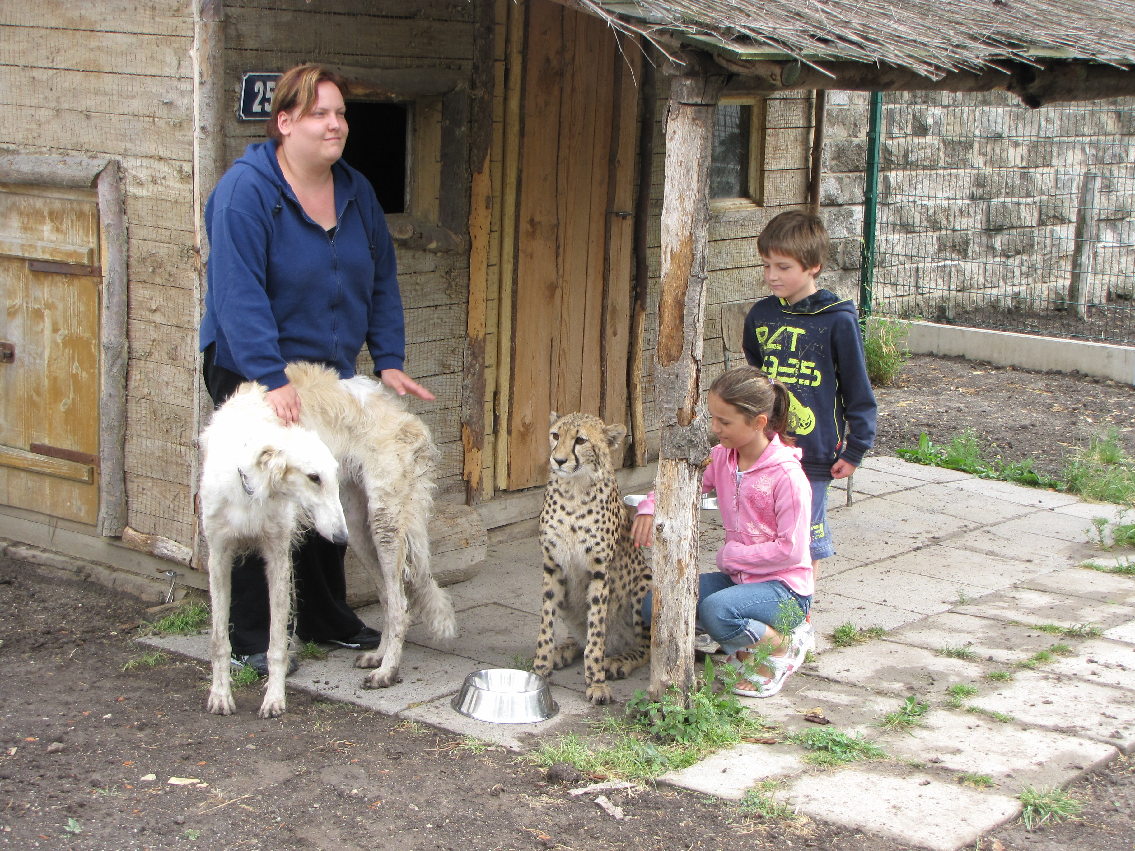 zoo chleby-gepard